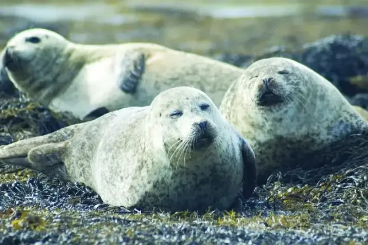 Three seals resting on seaweed-covered rocks by the shore.