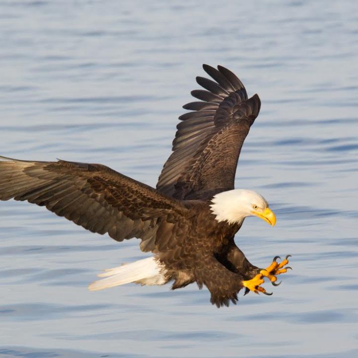 Bald eagle flying over Atlantic Ocean in Northeast Harbor, Maine